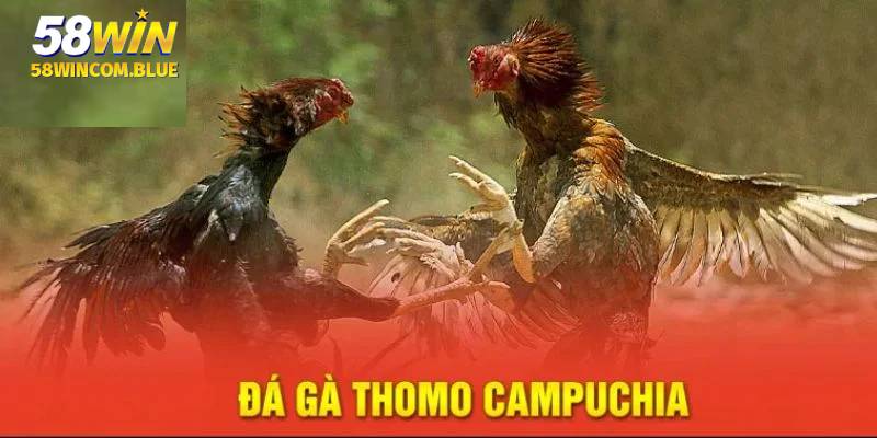 Đá gà Campuchia cho phép sử dụng nhiều loại cửa khác nhau