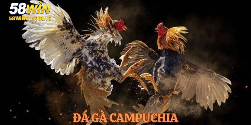 Đá gà Campuchia có hai loại hình thức cho bạn tự do lựa chọn