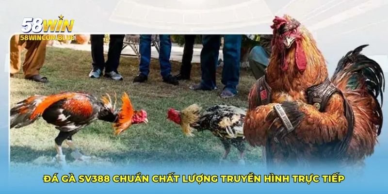 Đá gà SV388 chuẩn chất lượng truyền hình trực tiếp