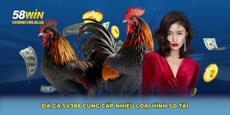 Đá gà SV388 cung cấp nhiều loại hình so tài