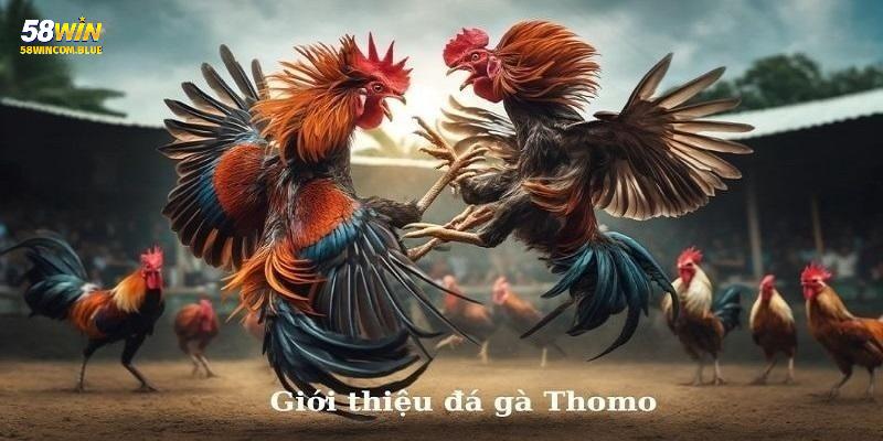 Đá gà là sân chơi được nhiều khách hàng chọn