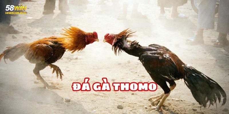Thời gian để chiến kê thi đấu khá nhanh chóng