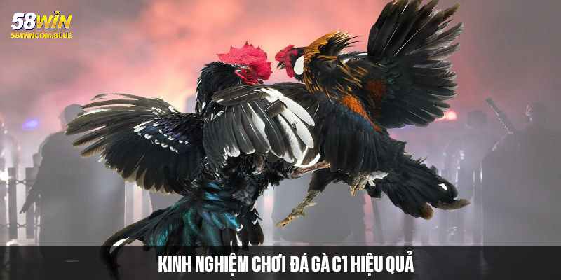 Gợi ý kinh nghiệm cược đá gà C1 dễ thắng nên biết