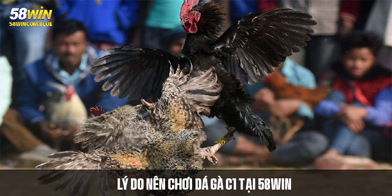 Lý do nên trải nghiệm các trận đấu gà C1 tại 58win